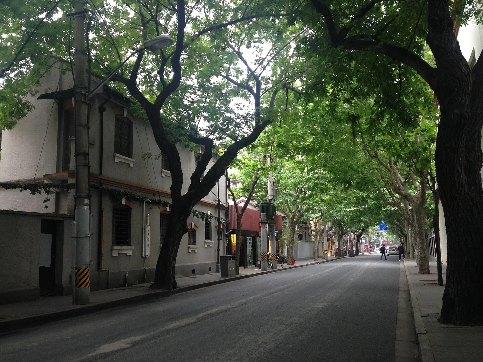 Plane trees shading Wukang Road in the former French Concession