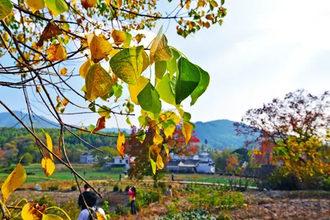 Autumn leaves framing Tachuan village and its hills
