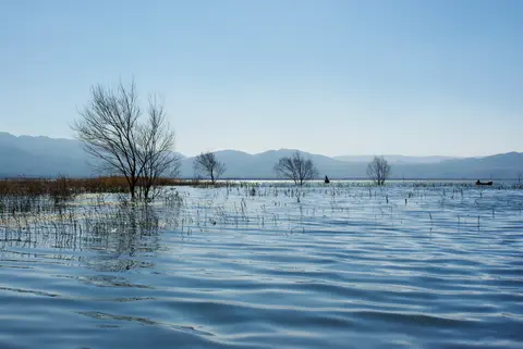 Bare trees standing in the shallow water of Lashi Lake