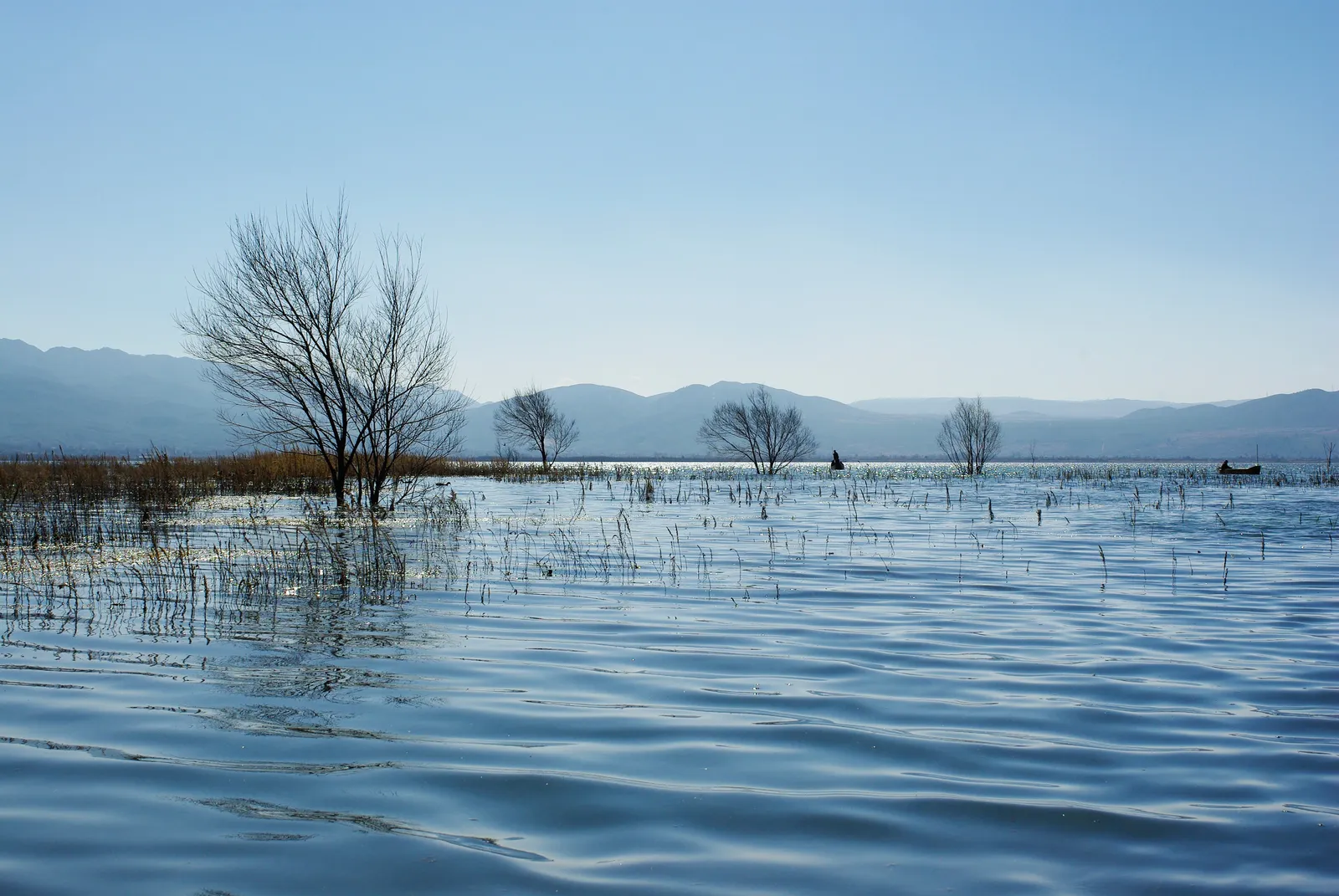 Bare trees standing in the shallow water of Lashi Lake