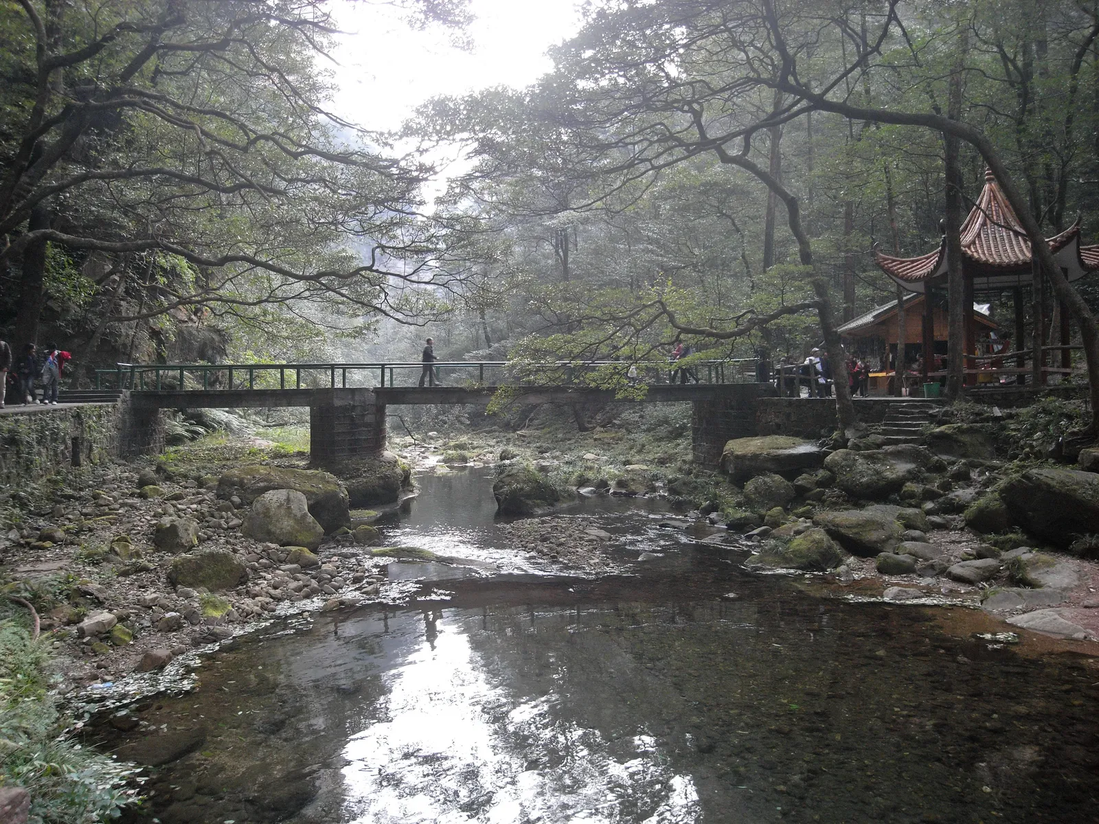 Golden Whip Stream flowing through the forest under a footbridge