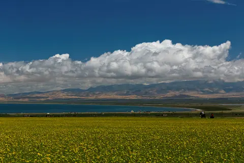 Yellow rapeseed fields in front of Qinghai Lake and distant mountains