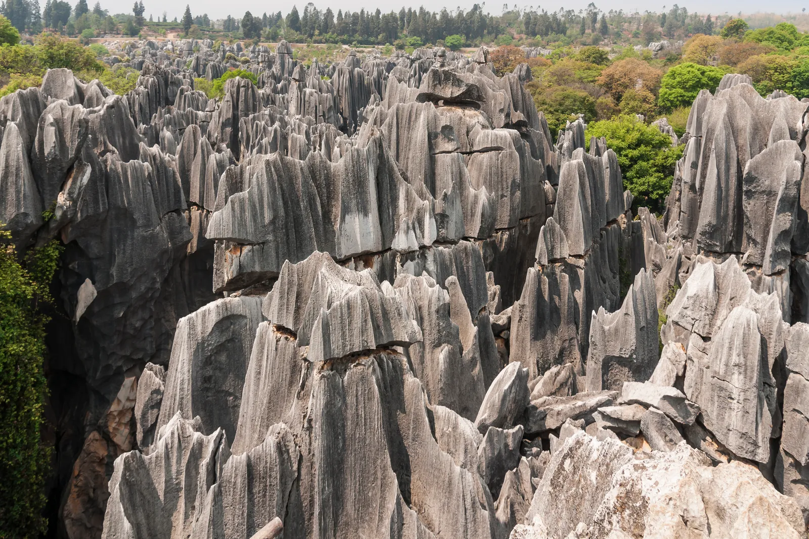 Grey limestone pillars of the Stone Forest stretching into the distance