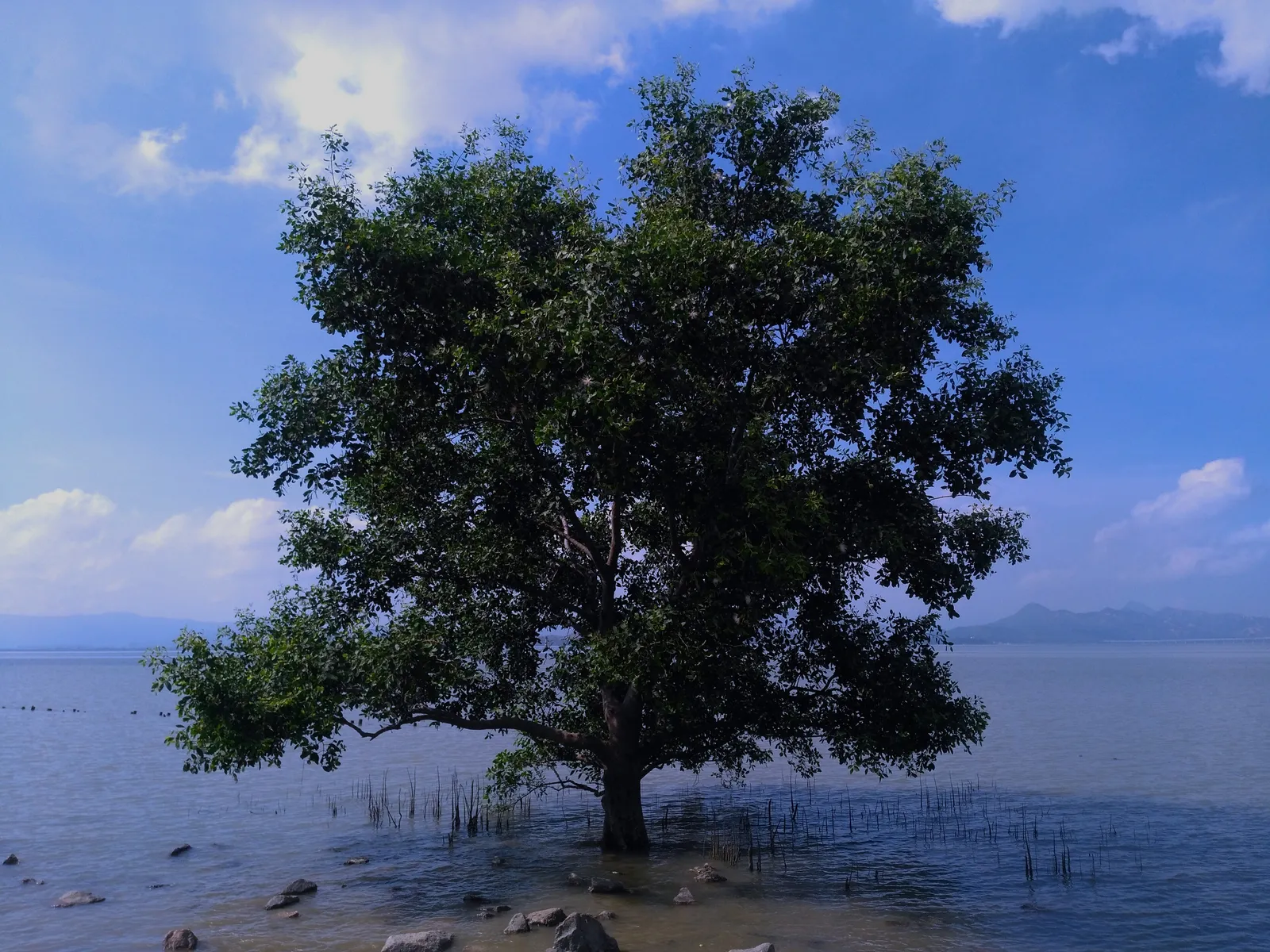 A mangrove tree standing in the shallows of Shenzhen Bay, where Futian's mangroves grow
