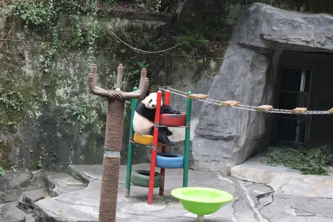 A giant panda climbing in its enclosure at Chongqing Zoo
