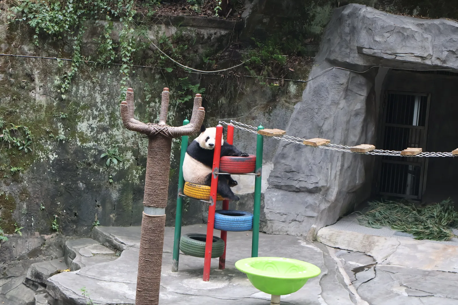 A giant panda climbing in its enclosure at Chongqing Zoo