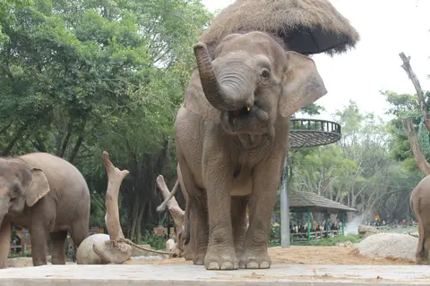 Asian elephants in their enclosure at Chimelong Safari Park