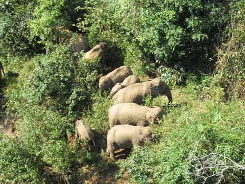 A herd of Asian elephants in the forest at Wild Elephant Valley