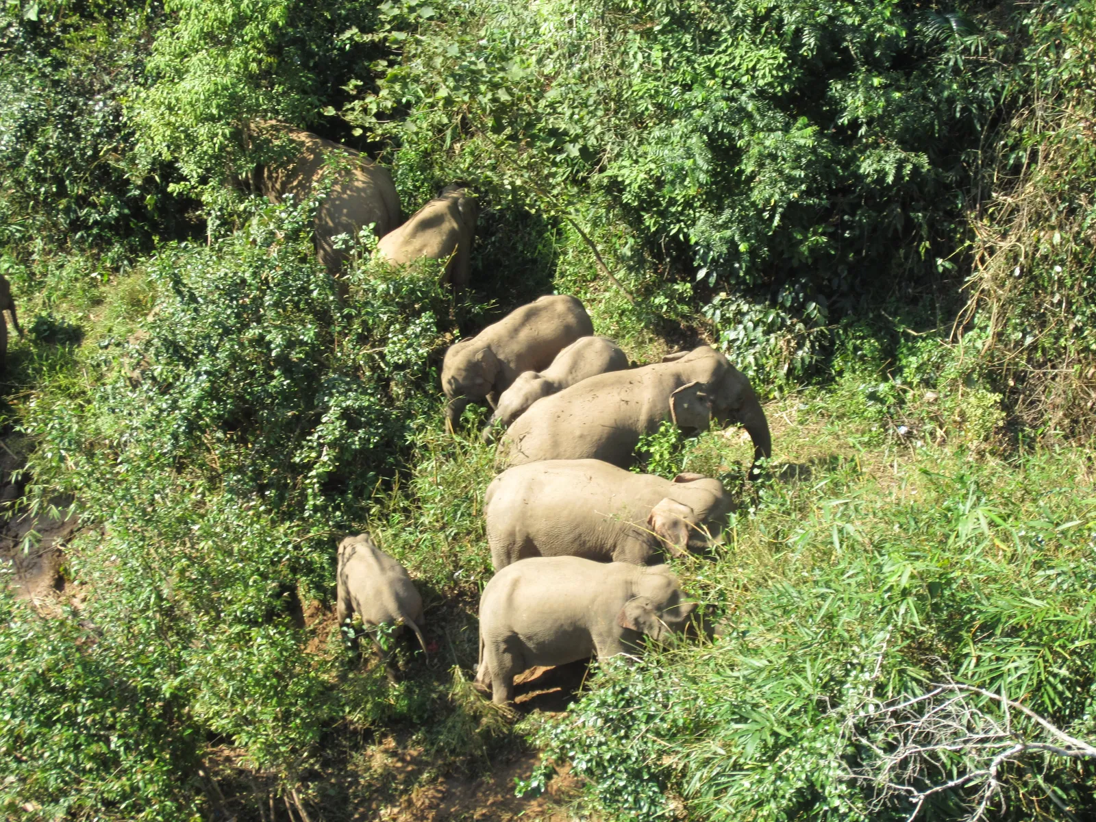 A herd of Asian elephants in the forest at Wild Elephant Valley
