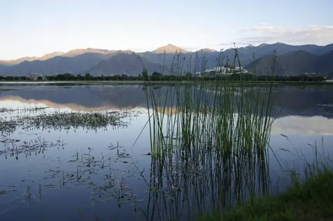 Reeds and still water reflecting mountains at Lhalu Wetland