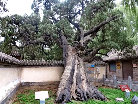 The ancient "General" cypress in the courtyard of Songyang Academy