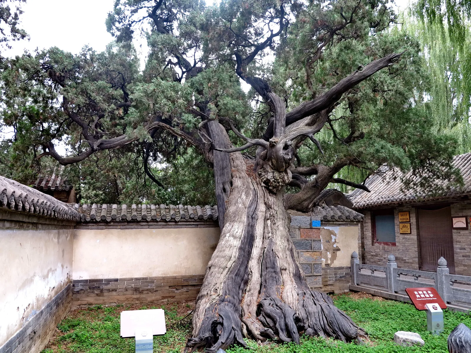 The ancient "General" cypress in the courtyard of Songyang Academy