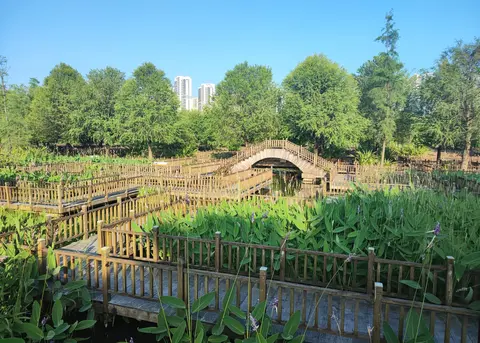 Wooden boardwalks winding through ponds in Wuyuan Bay Wetland Park