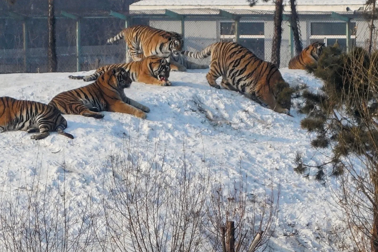 Siberian tigers resting on the snow at Harbin’s Siberian Tiger Park