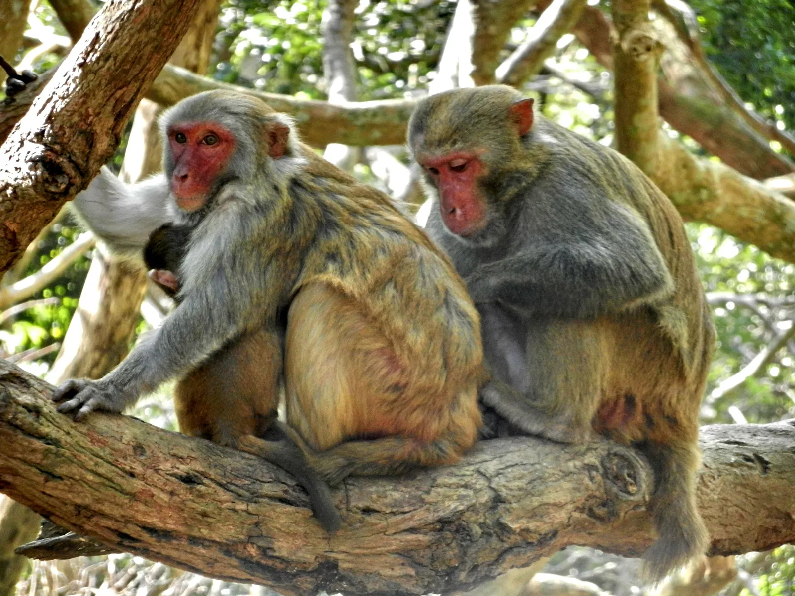 Rhesus macaques resting in the trees on Nanwan Monkey Island