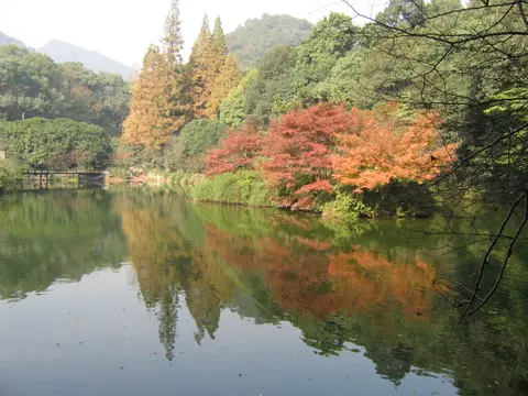 Autumn maples reflected in a still pond at Nine Creeks in Misty Forest