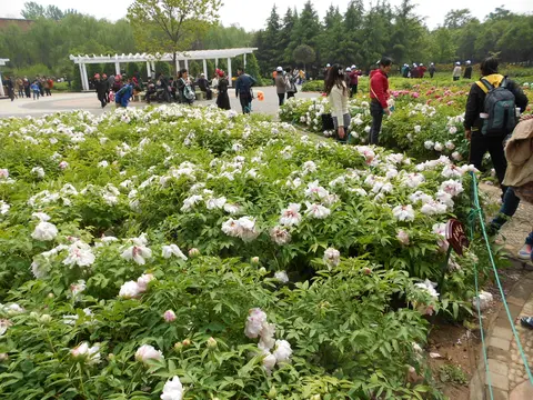 Peonies in full bloom at the China National Flower Garden