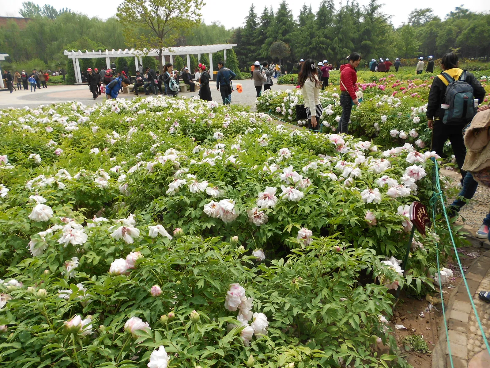 Peonies in full bloom at the China National Flower Garden