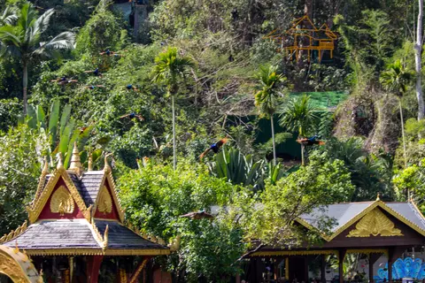 Dai-style pavilions among dense rainforest at Xishuangbanna Primeval Forest Park