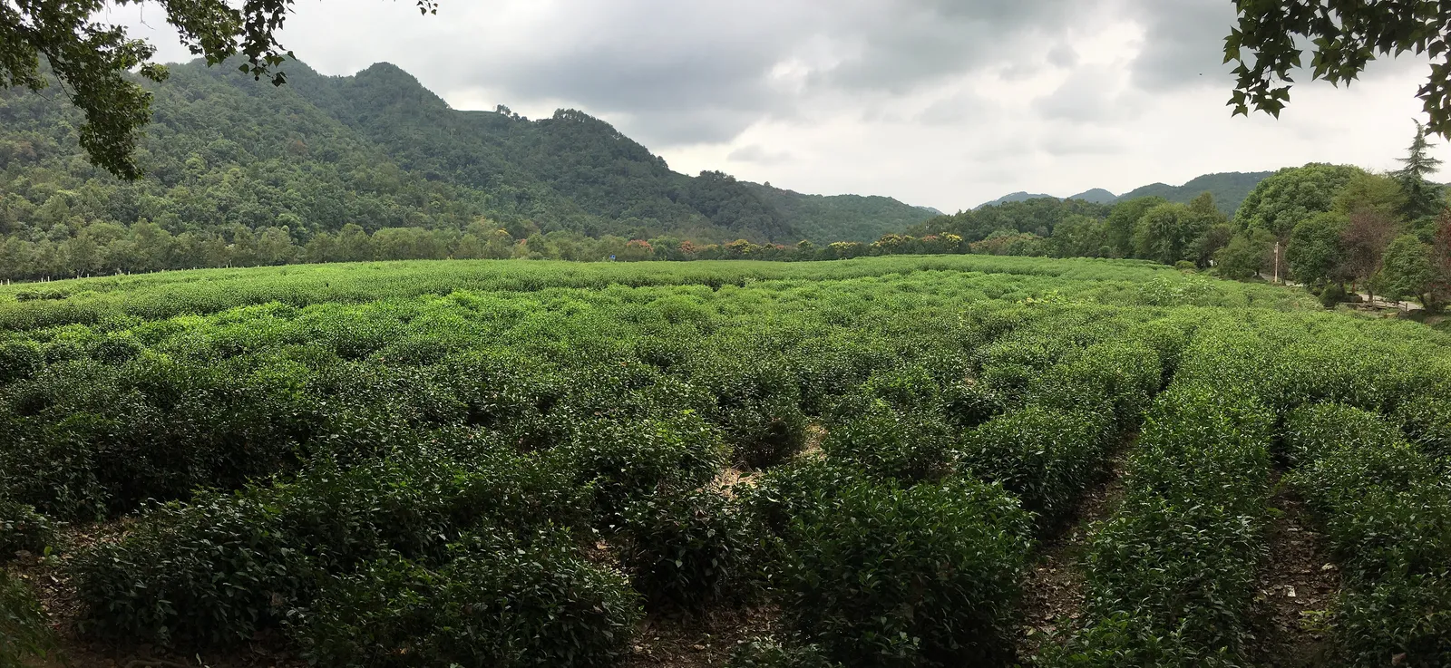 Tea bushes in the hillside plantation of the China National Tea Museum