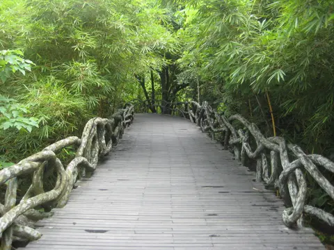 Wooden boardwalk through the tropical forest at Yanoda