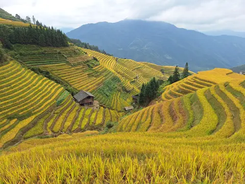 Golden Longji rice terraces curving around the hillsides
