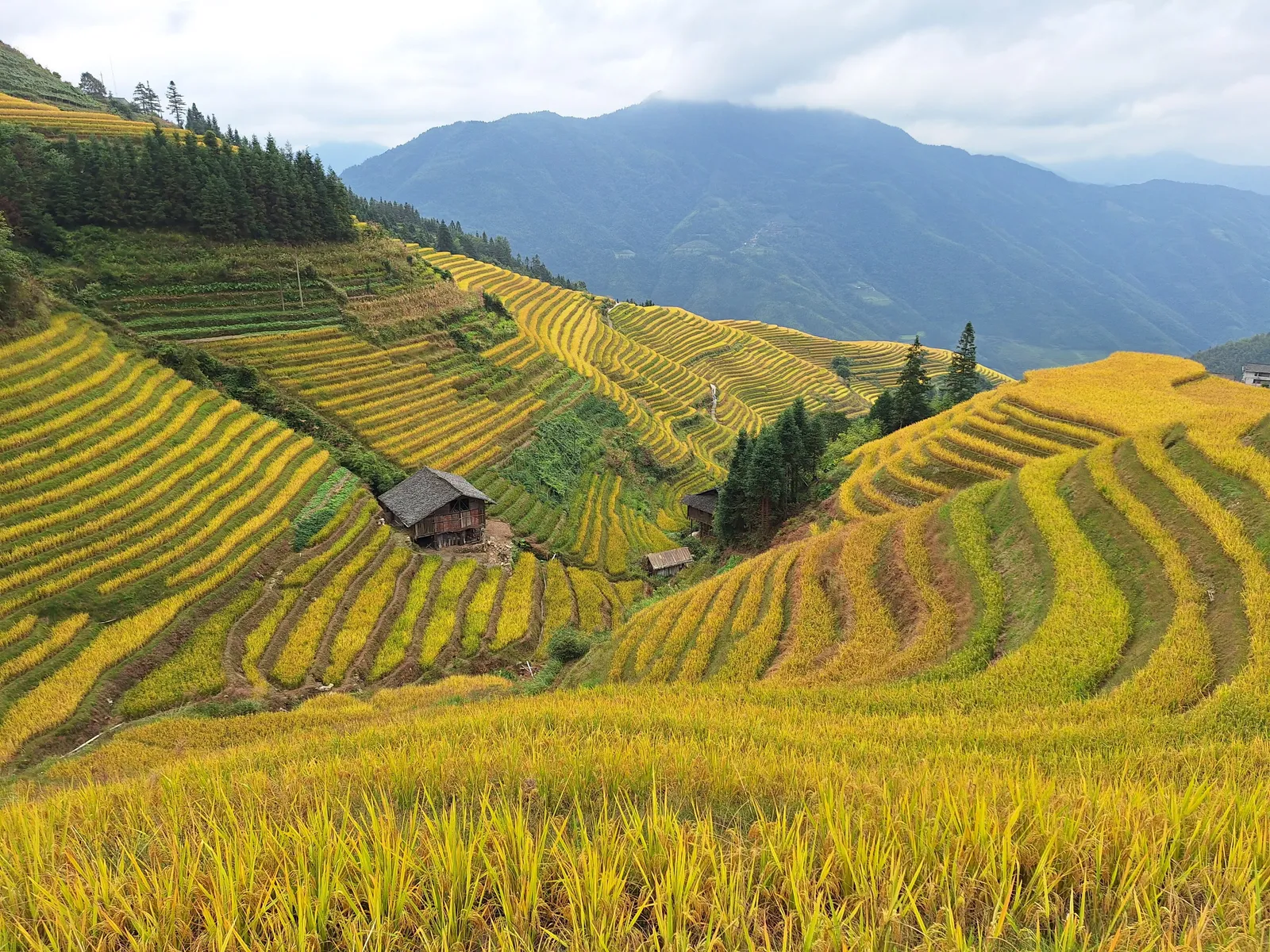 Golden Longji rice terraces curving around the hillsides