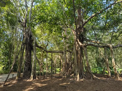 A sprawling banyan tree in the Xishuangbanna Tropical Botanical Garden
