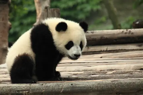 A young giant panda on a wooden platform at the Chengdu Panda Base