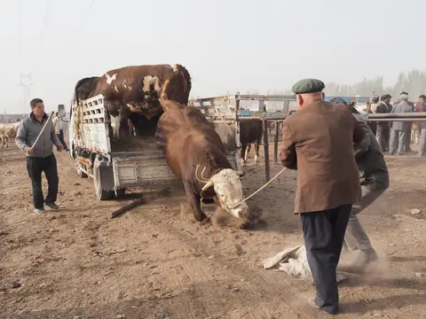 Cattle being traded at the Kashgar Sunday livestock market