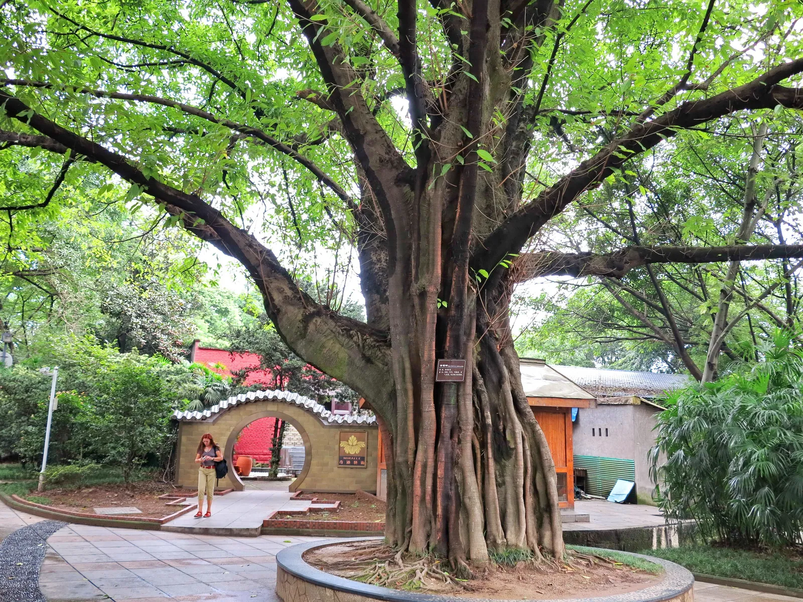 A giant banyan and moon gate in Eling Park