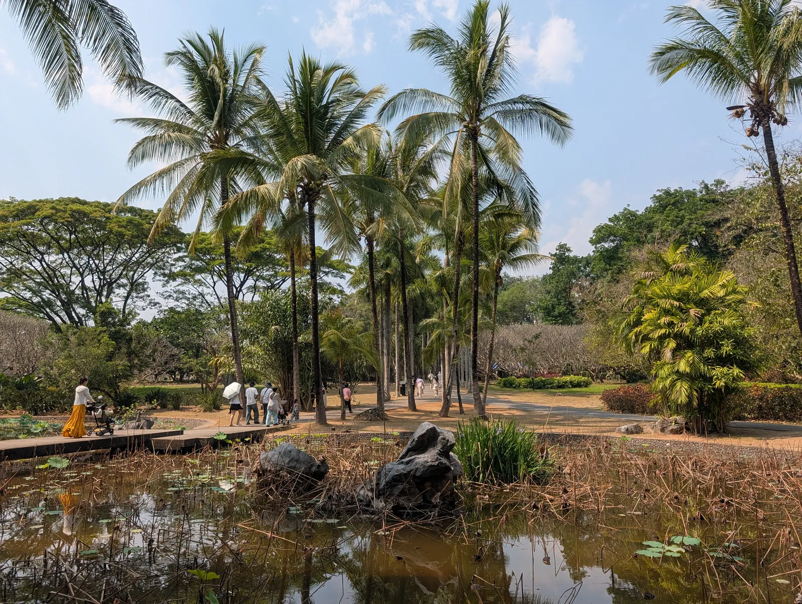 Palm trees and a pond in the Xishuangbanna Tropical Flower and Plant Garden