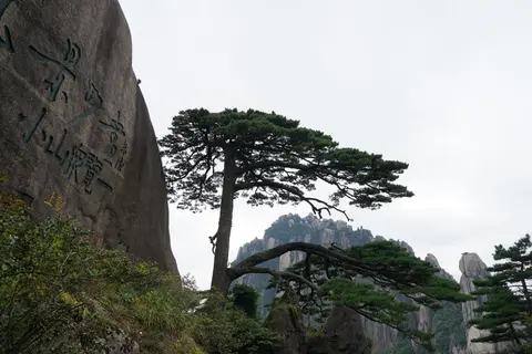 The Welcoming Guest Pine beside the granite cliffs of Yuping Peak