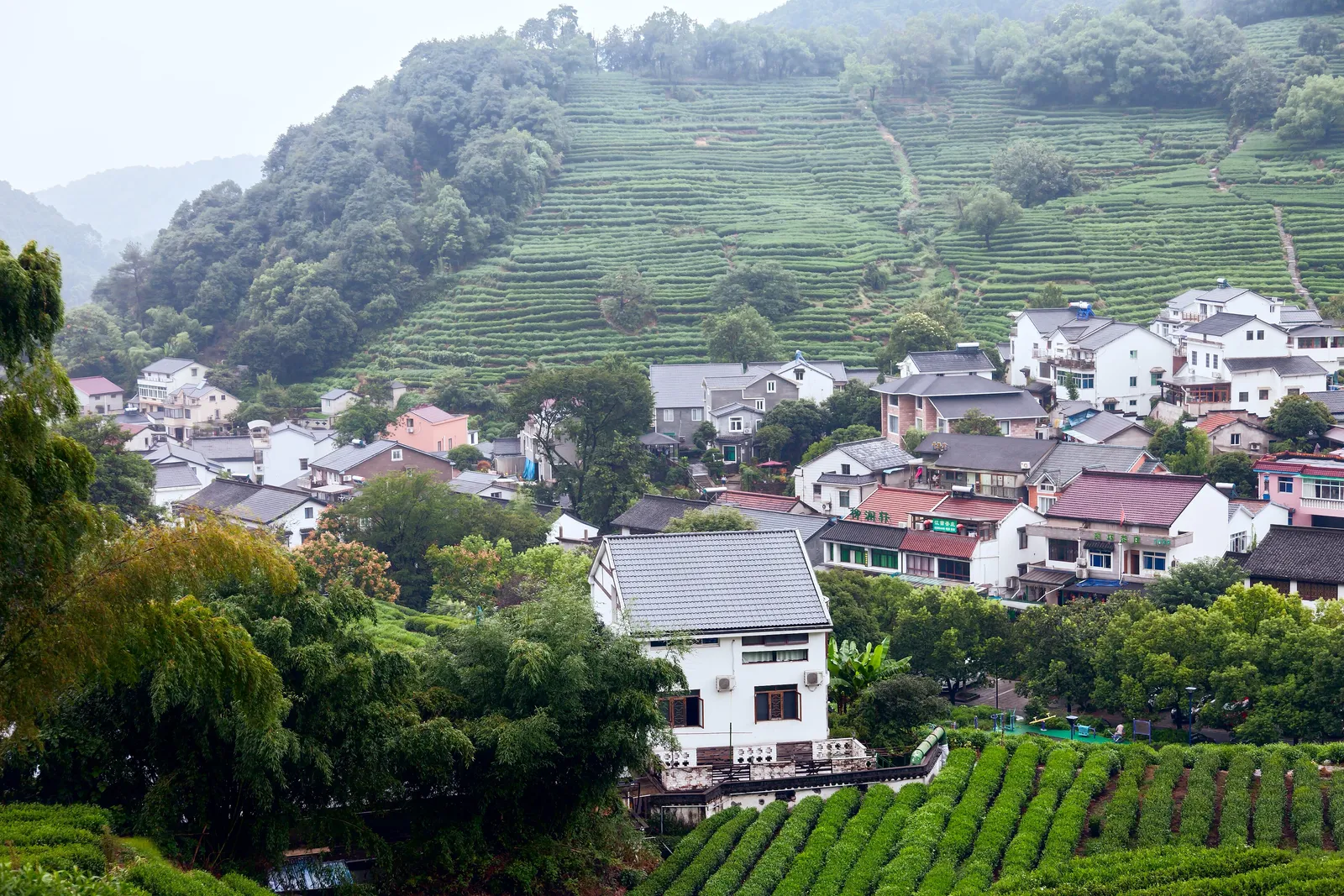 Longjing village houses among green tea terraces in the hills