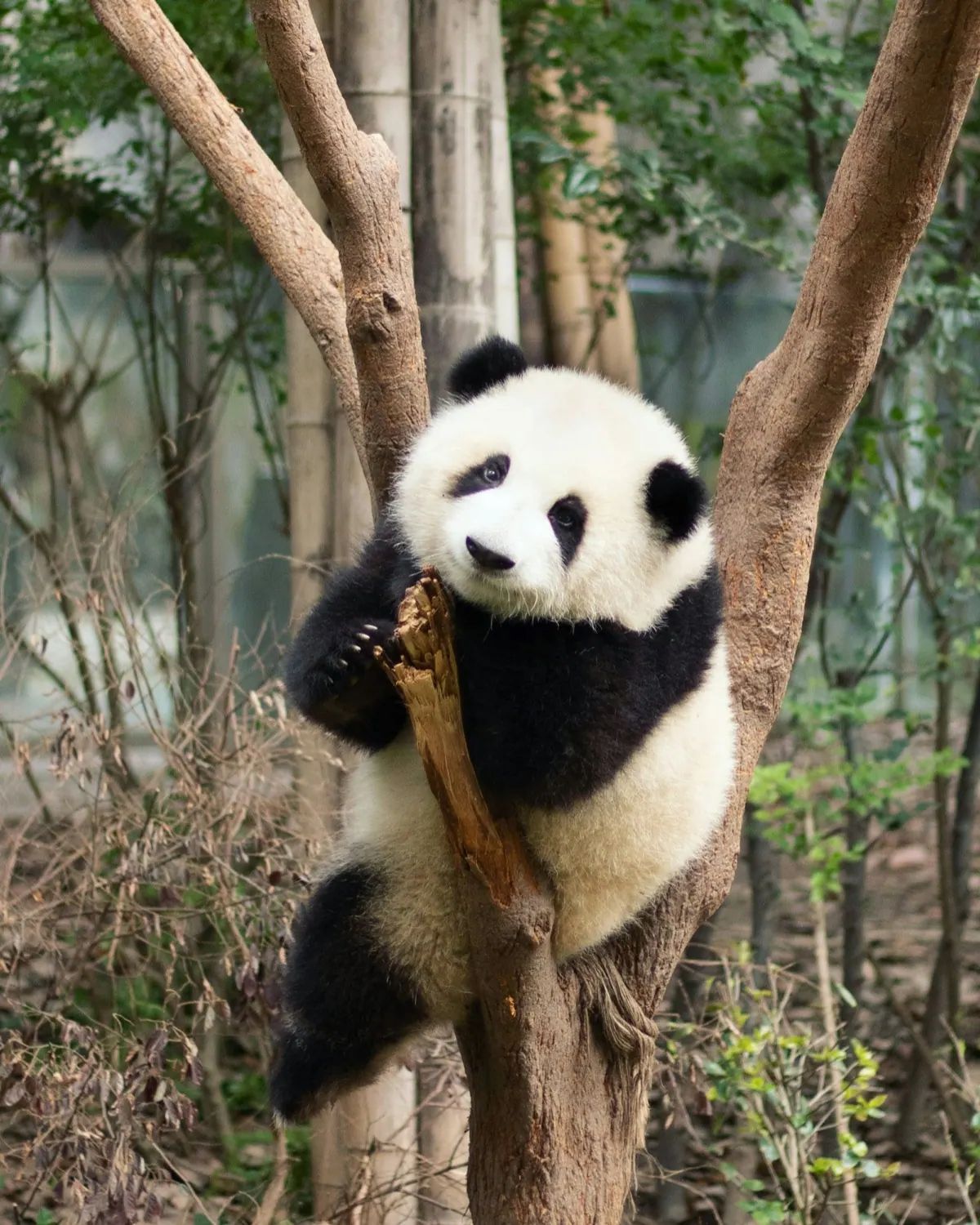 Un panda gigante descansando en un árbol