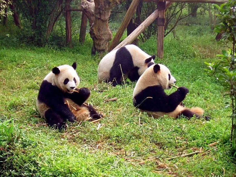 Pandabasis Chengdu